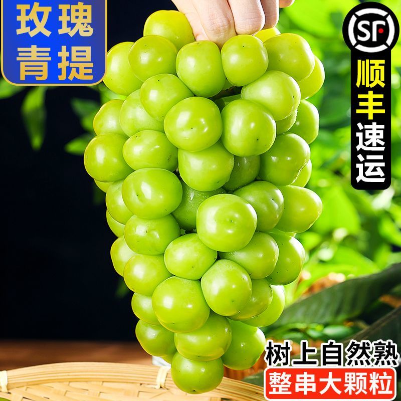 智颖源阳光玫瑰【顺丰包邮】 葡萄青提 新鲜应季水果孕妇水果 整箱现发 精选净重3斤【单果15g+】