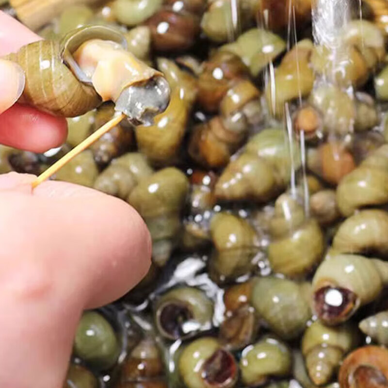 貓撲魚（mao pu yu）微山湖新鮮田螺活體無泥沙去尾石螺螺絲剪尾淡水鮮活螺螄包活 微山湖野田螺[包活到家] 1.5kg