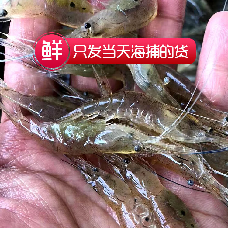 小河虾鲜活速冻补钙营养海鲜水产冷冻速冻商用小活虾小土虾狗虾 250g