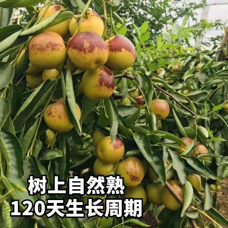 田园东方 ORIENT IDYLL山东沾化冬枣 新鲜应季水果 产地直发(JD快递) 3斤单果15g+普箱装