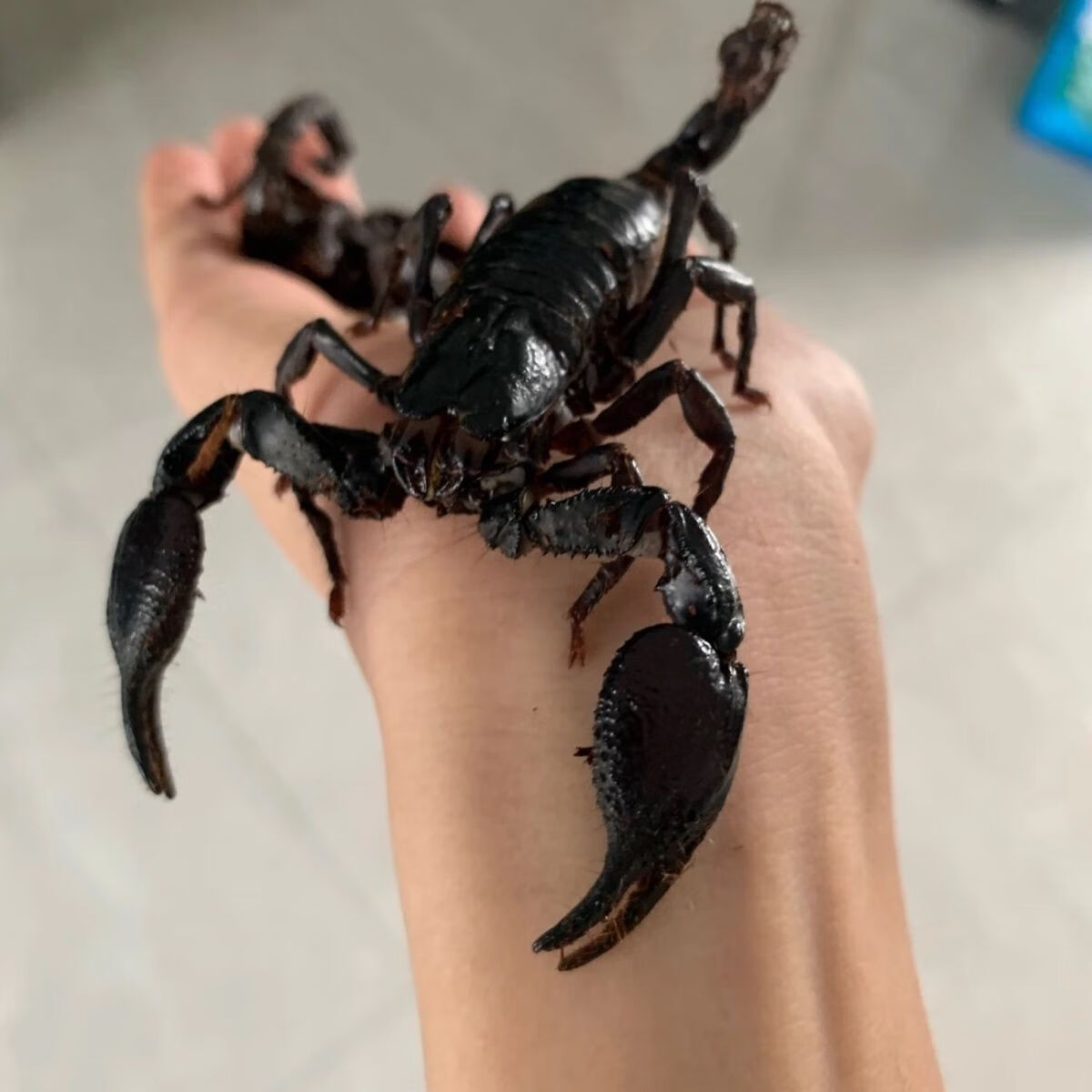 亚洲宠物蝎子雨林蝎大黑蝎子温顺宠物蝎公母繁殖组包活爬宠异宠 雨林