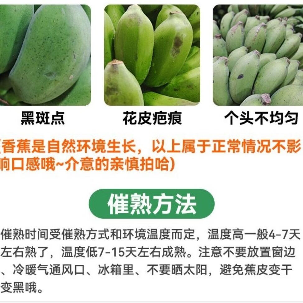 千园九味广西苹果蕉 新鲜香蕉小米蕉现摘水果粉蕉应季生鲜整箱 青果发出-净重5斤优选