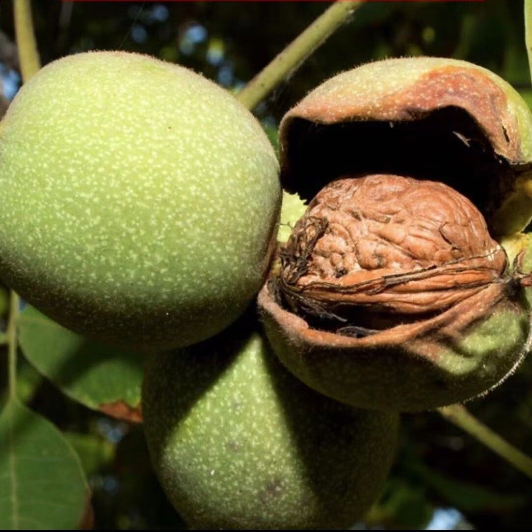 (干核桃)云南老树薄皮核桃(新货)原生态大果薄壳2025年新核桃 6个老树薄皮核桃-试吃