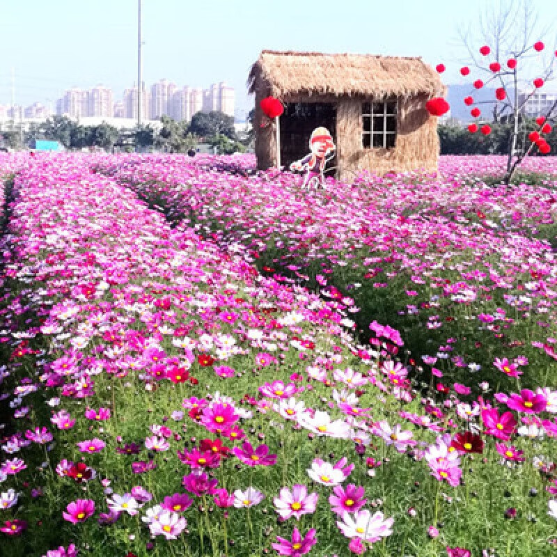 庭院花海区开花景观花草种子 混色波斯菊1000粒