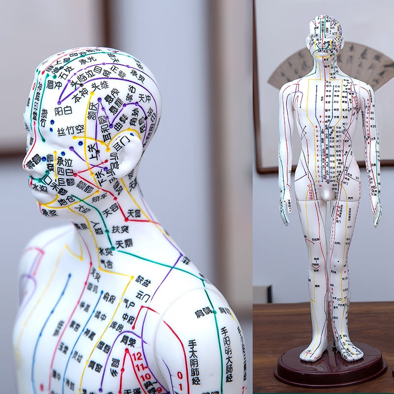 60cm针灸人体模型彷真穴位经络小铜人形十二按摩身标准可扎 功能创伤护理人模型
