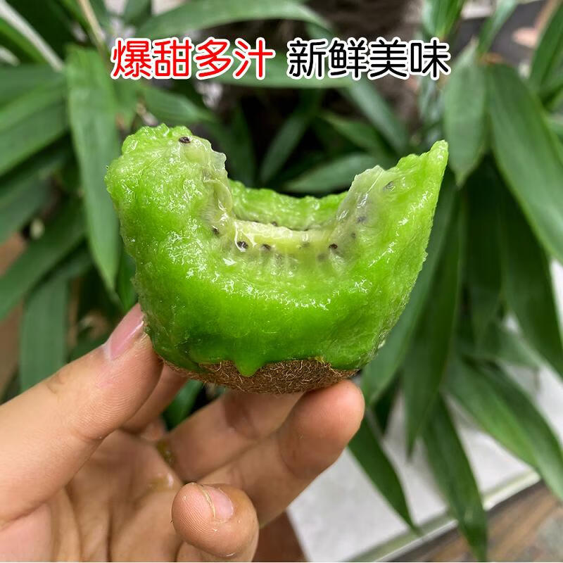 探味先生国产奇异果24枚精品绿心徐香猕猴桃新鲜泥猴桃奇异果包邮 24枚装【60-80g】