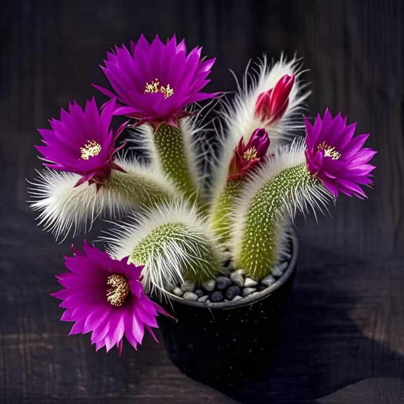 新品开花九尾狐多肉植物仙人掌猴尾柱软毛长毛尾巴办公盆栽 九尾狐3-6厘米：3颗混色(三个周期开花)