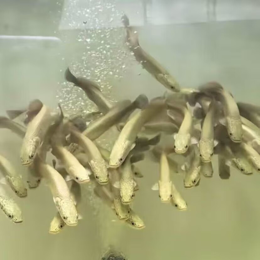 观赏鱼宠物或巨骨舌鱼红尾海象鱼苗 一条鱼