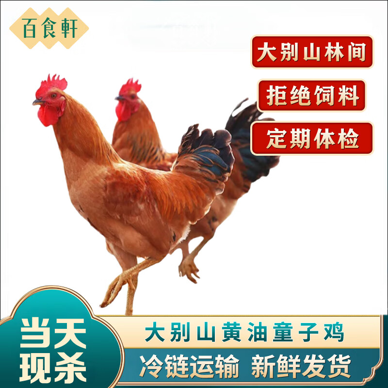 百食轩安徽大别山黄油童子鸡 现杀现发 整鸡生鲜食材净重6斤左右/3只 童子鸡3只6斤左右