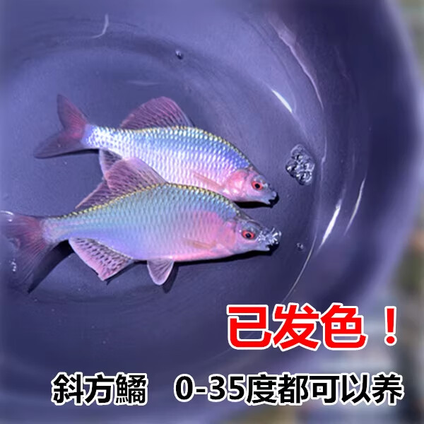 冷水鱼观赏鱼高体鳑鲏鱼原生鱼七彩旁皮鱼旁皮活体小型淡水鱼好养 6-8厘米发色斜方鱊6条