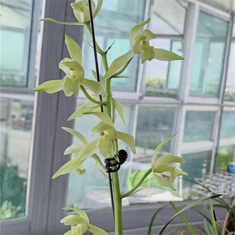 带花苞兰花苗惠兰四季【素花】浓香花卉高档盆栽绿植好养阳台 5-6苗【带出土花苞】送花肥