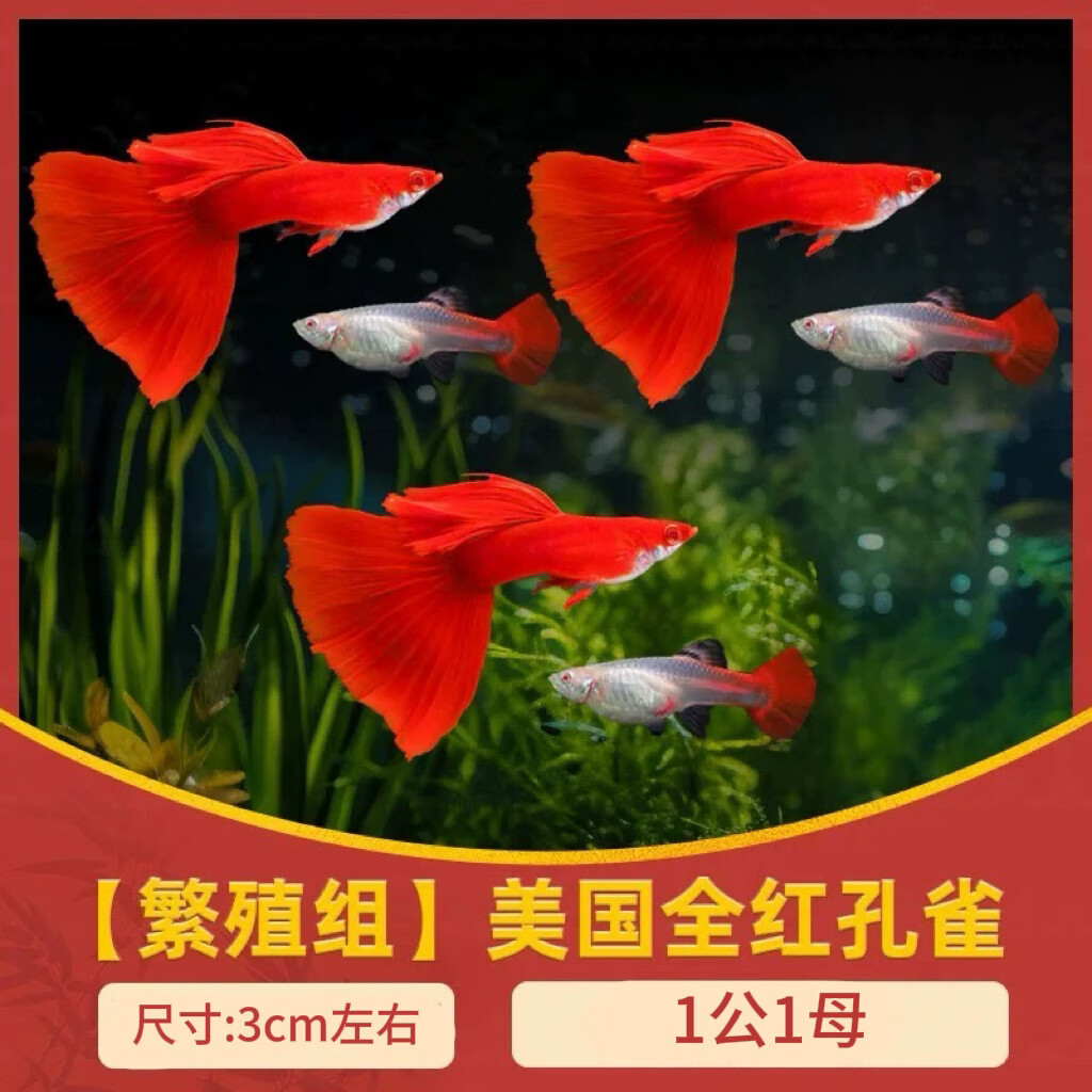 美国全红孔雀鱼热带鱼小型纯种观赏鱼孔雀鱼凤尾鱼孔雀胎生易繁殖 全