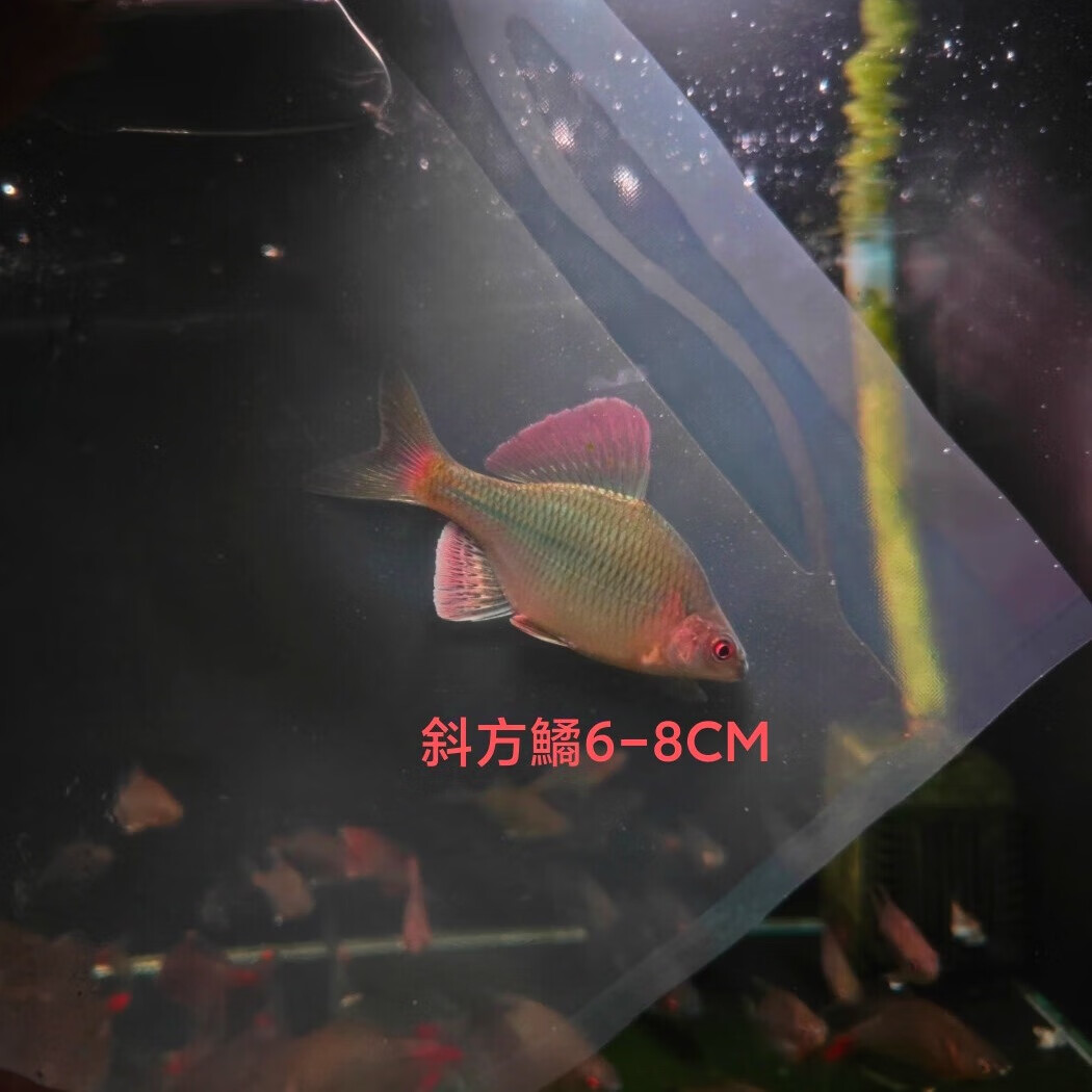 冷水鱼观赏鱼高体鳑鲏鱼原生鱼七彩旁皮鱼旁皮活体小型淡水鱼好养 6-8厘米发色斜方鱊6条 京东折扣/优惠券
