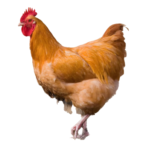  ɢƼ 2*2ֻװ ձʳ Դͷֱ   39.9Ԫ