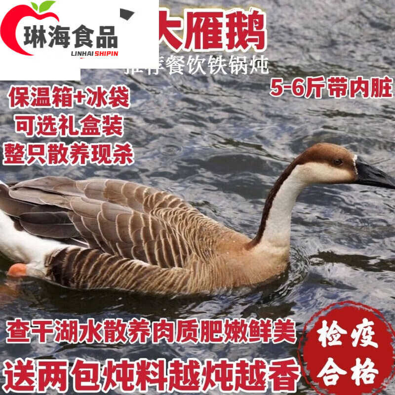 洪僖侨大雁鹅整只 新鲜10斤大雁鹅现杀大雁鹅整只鹅鹅肉农家散养 现杀