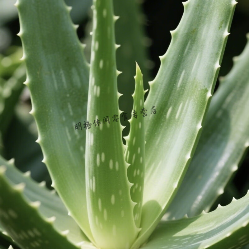 食怀芦荟丁元江水果罐头果肉芦荟食用开袋即食库拉索果粒奶茶店专用 原味 【尝鲜装】300g*1袋