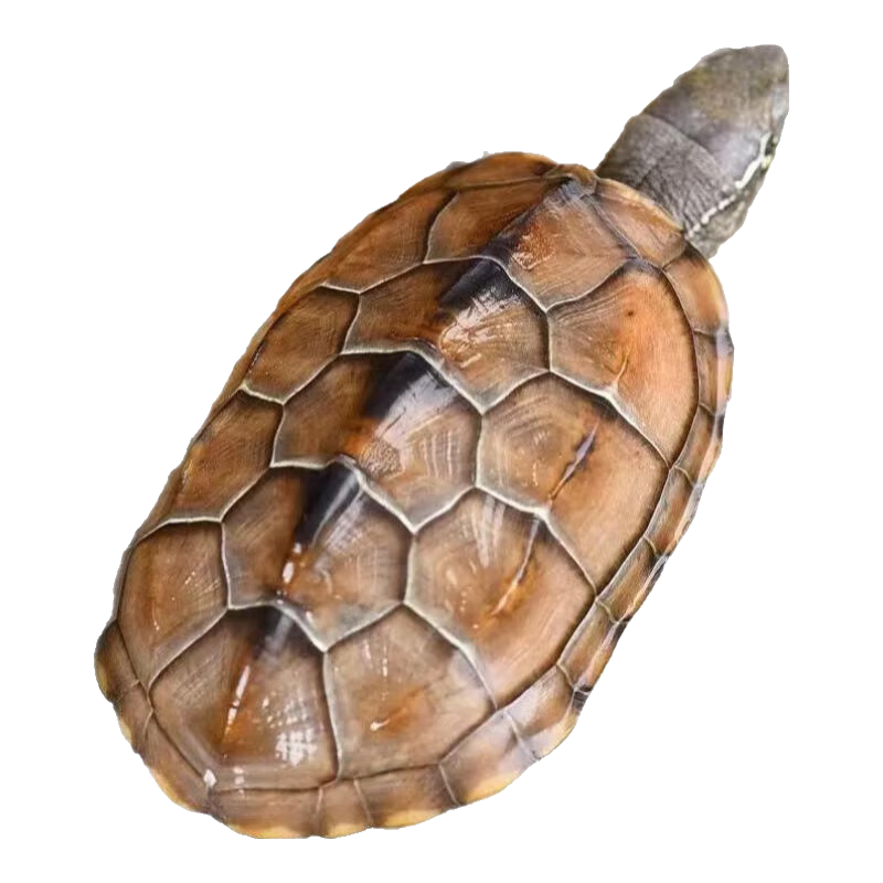 лݹ6-7 1ֻ 8.99Ԫ(ȯ)