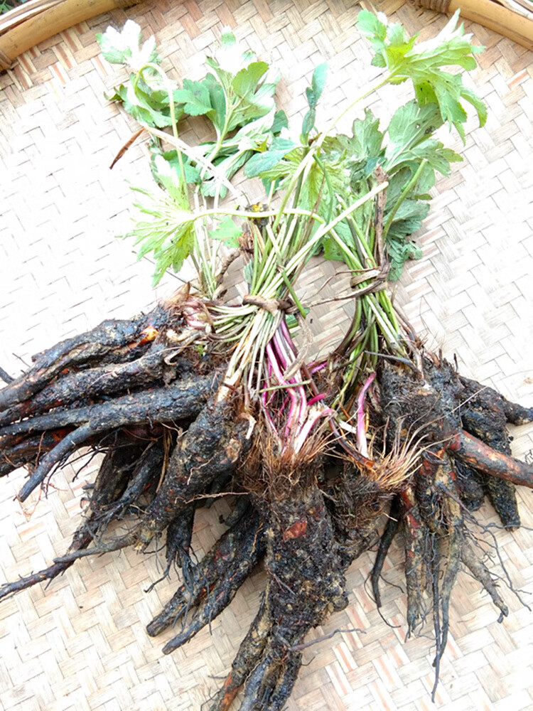 宜安堂贵州新鲜虎掌草中药材 草玉梅狗脚迹见风青八瓣花溪畔银莲花500