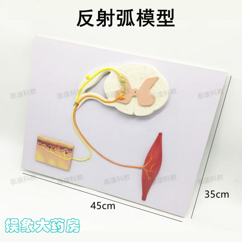 通用反射弧模型初高中生物教学实验装备人体神经系统脊髓模具医用生理