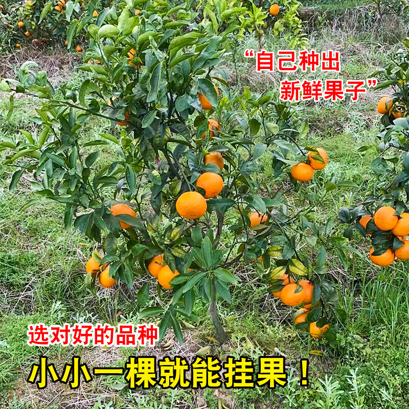  ɰ  45-50CM Ҷ20.8Ԫ(ȯ)