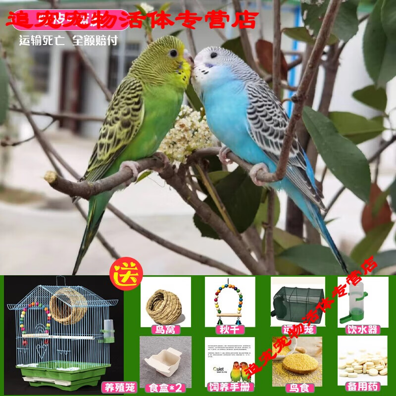 顺兴耀鹦鹉活鸟包活云斑鹦鹉中小型会说话手养虎皮鹦鹉活物家养宠物小鸟 篮虎皮+绿虎皮+豪华鸟笼+鸟窝+秋