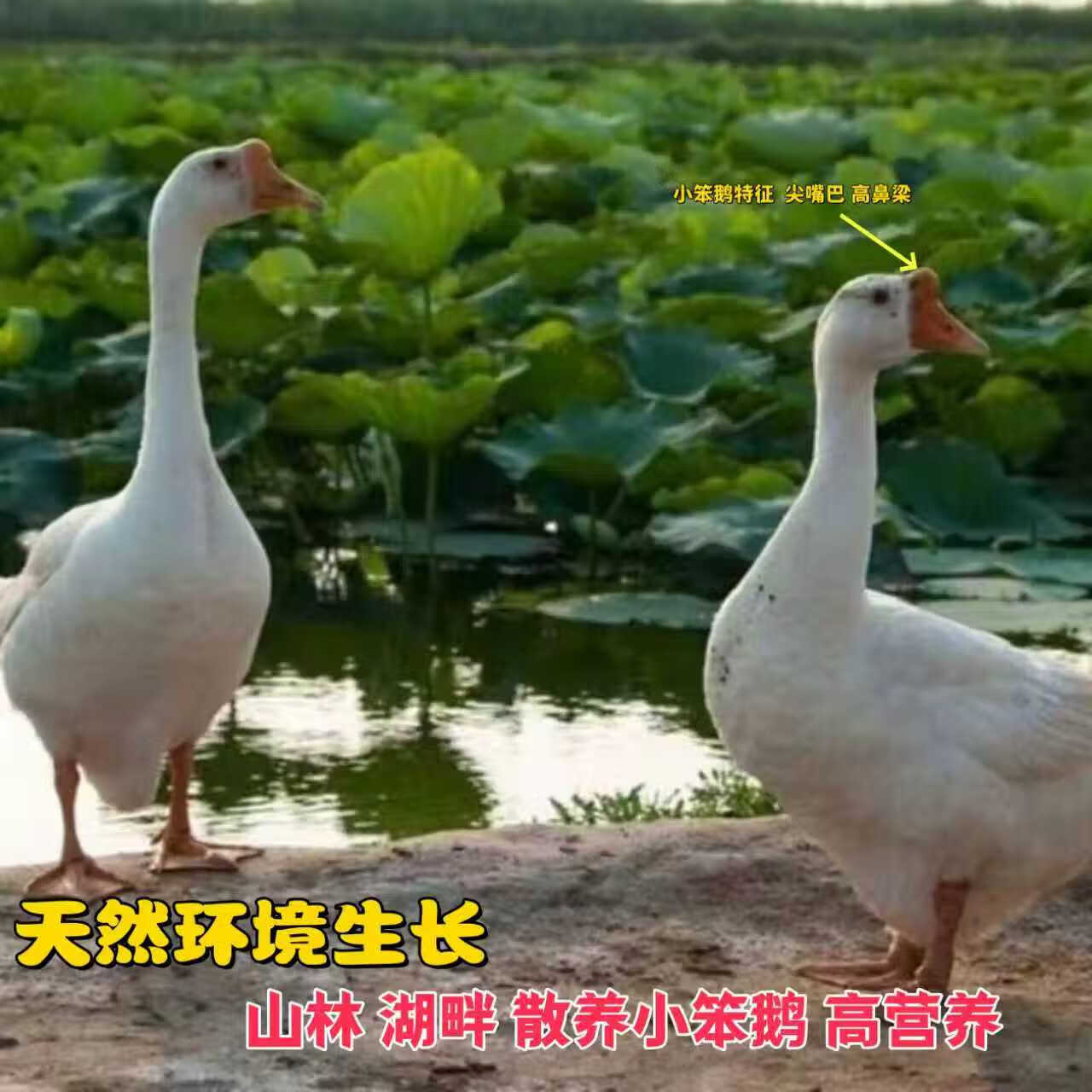 农家双黄咸鹅蛋特产装山区农家双黄土鹅蛋110-130克箱装10枚20枚 土特产箱装送礼装【人工挑选大小均匀】 双黄咸鹅蛋20头装