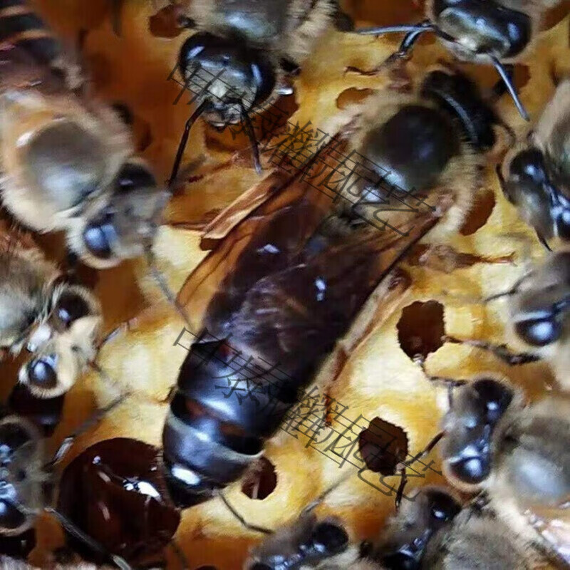 种王种蜂活体产卵王双色杂交王阿坝蜜中蜂定制 百雅达 精选仓王处王