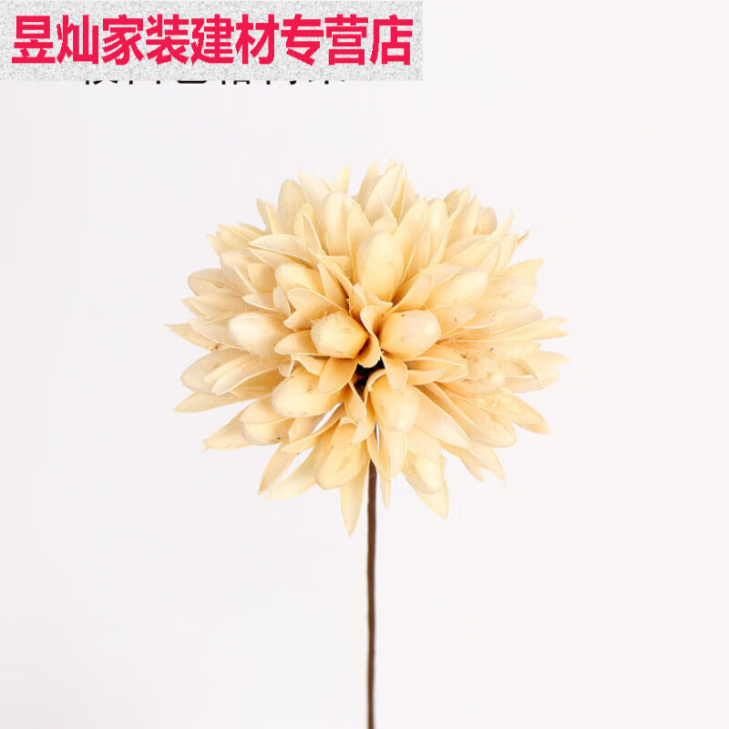 ins网红天然干花棉花麦穗永生花真花花束兔尾草插花客厅装饰摆件 一枝