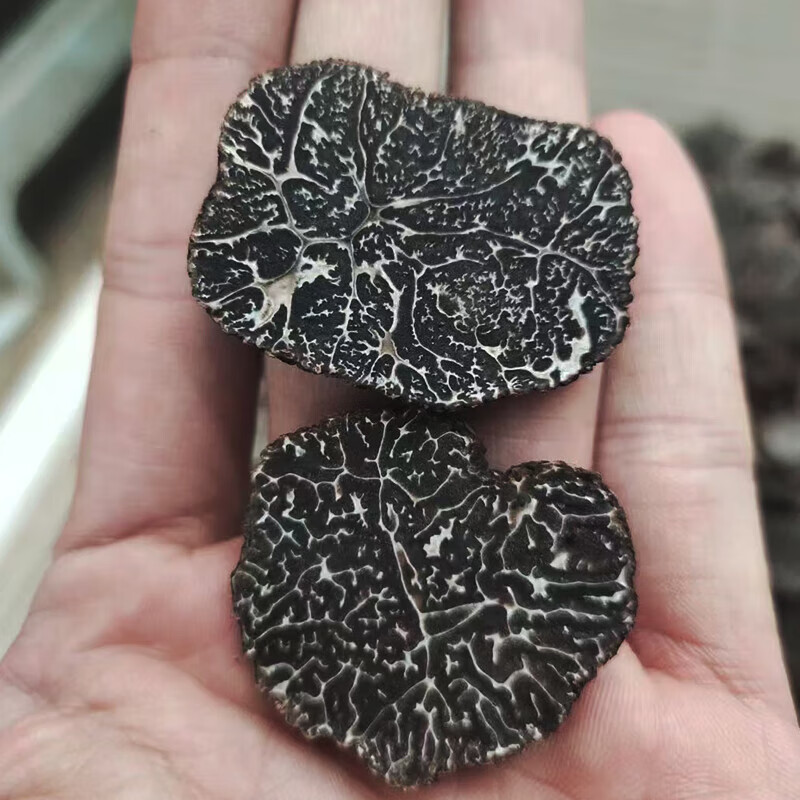 星云湖香格里拉野生黑松露猪拱菌礼盒装高黎贡山白松露米其林高端送礼 新鲜黑松露 直径4-6cm 净重500g