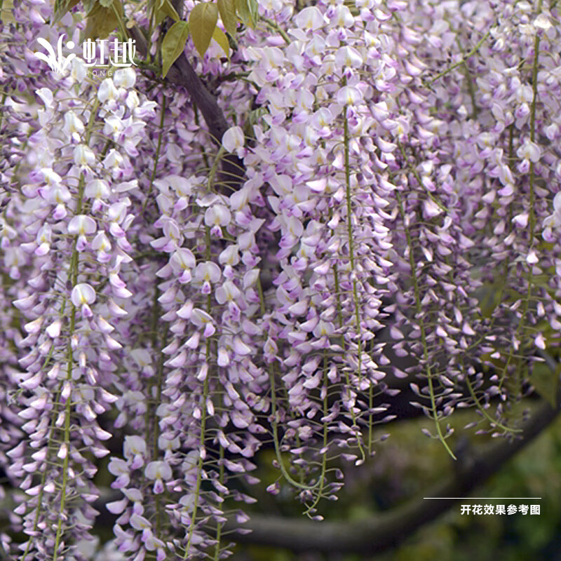 虹越庭院紫藤樹(shù)苗盆栽花園拱門(mén)花墻裝飾花卉多年生易養爬藤植物KS 紫藤“阿知”（羅薩）（1加侖嫁接苗帶盆）