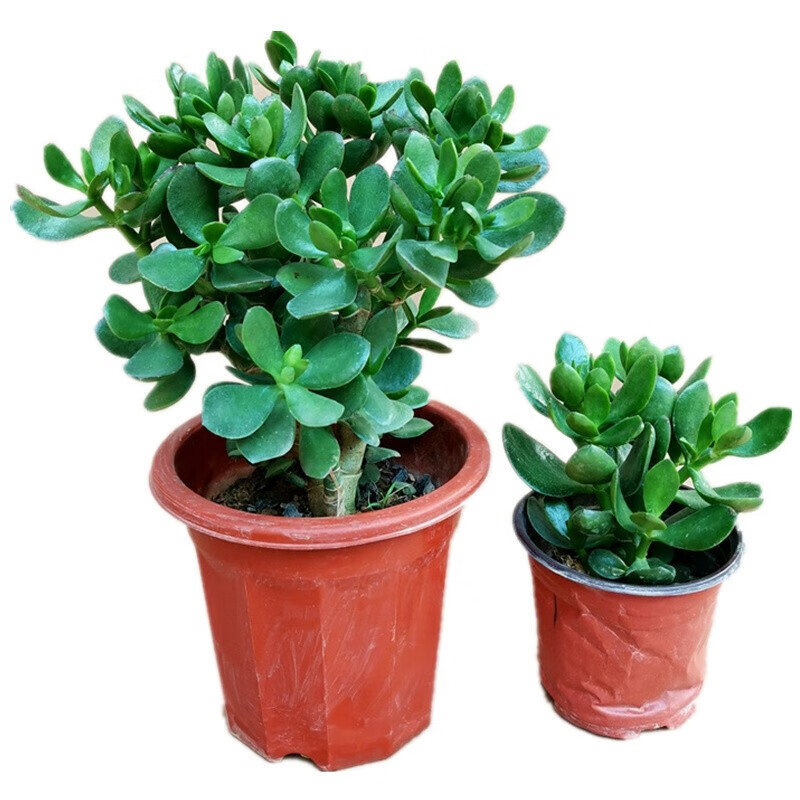 玉树盆栽苗老桩大叶玉树花植物 多肉燕子掌室内客厅绿植花卉 高度20