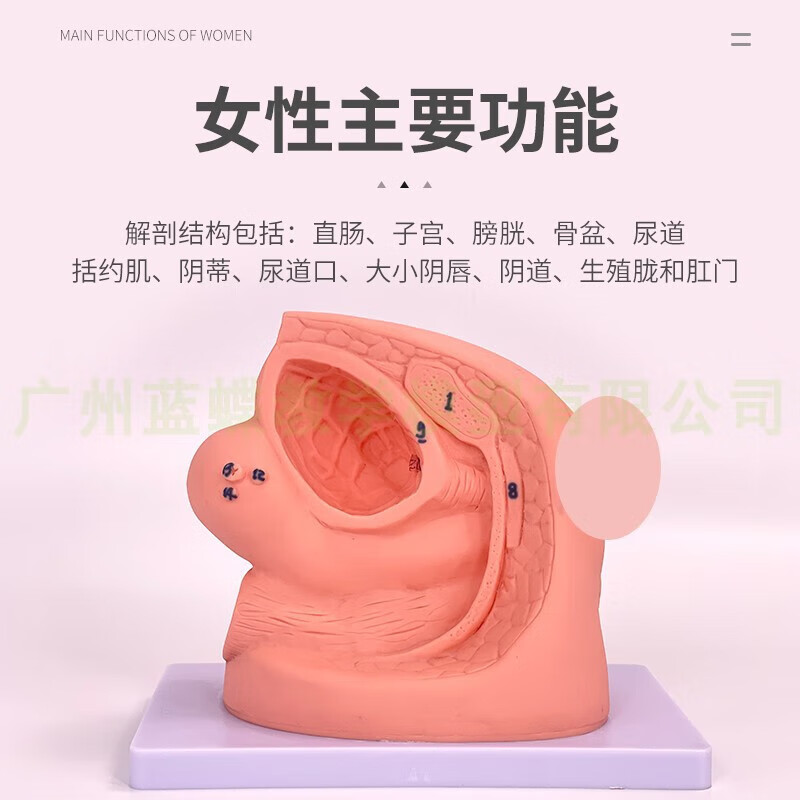 通用男性内外生殖器解剖及男性导尿模型 男性泌尿生殖模型 男性简易导尿模型