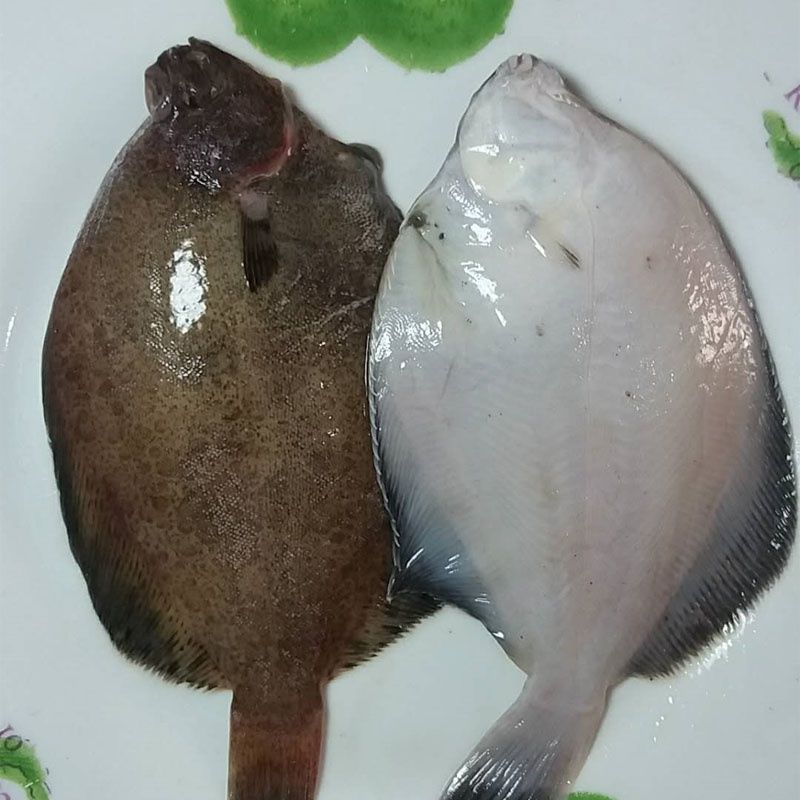 青岛鼓眼鱼鲜活古眼鱼新鲜高眼鱼比目鱼每斤3条海鲜批发  君闵 鼓眼鱼