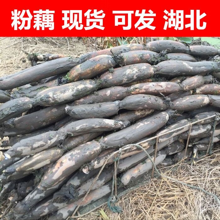 华贵新鲜洪湖粉藕脆藕花藕粉藕煲汤火锅食材现摘带泥蔬菜 洪湖粉藕1斤
