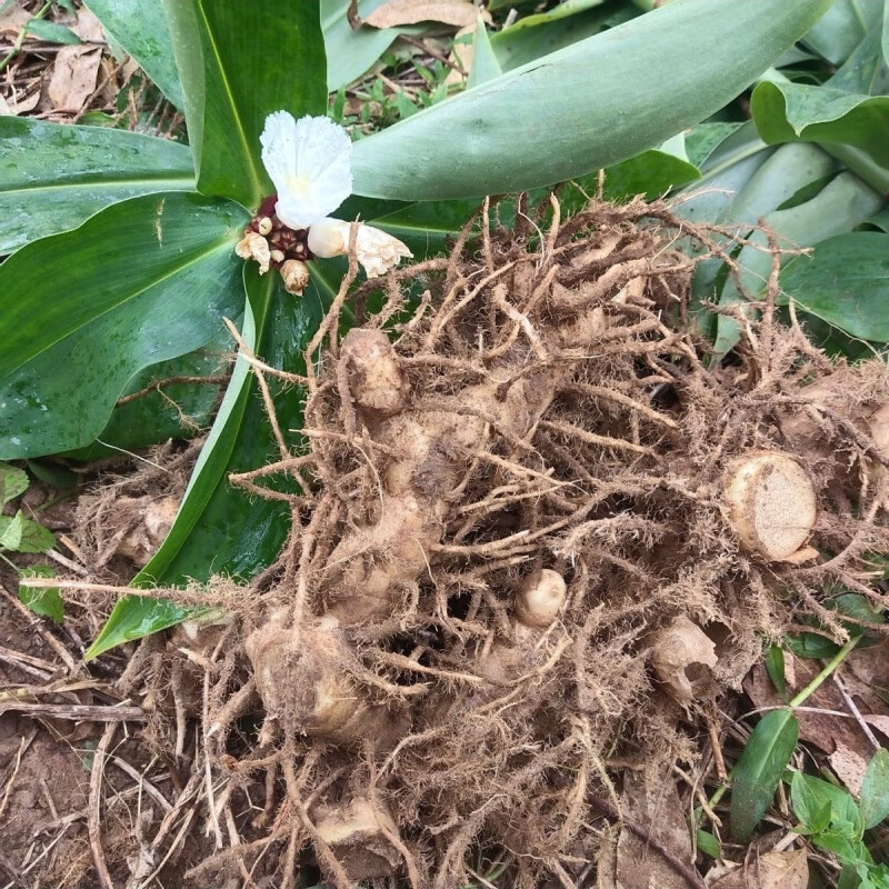 福顺德新鲜现挖闭鞘姜广商陆白石笋水蕉花樟柳头罗汉姜老妈妈拐杖种苗