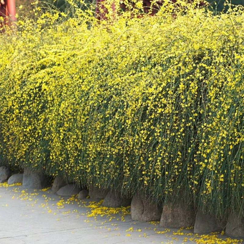 庭院绿化爬藤植物云南黄馨黄色小叶迎春花盆栽树苗四季常青开花卉 3年