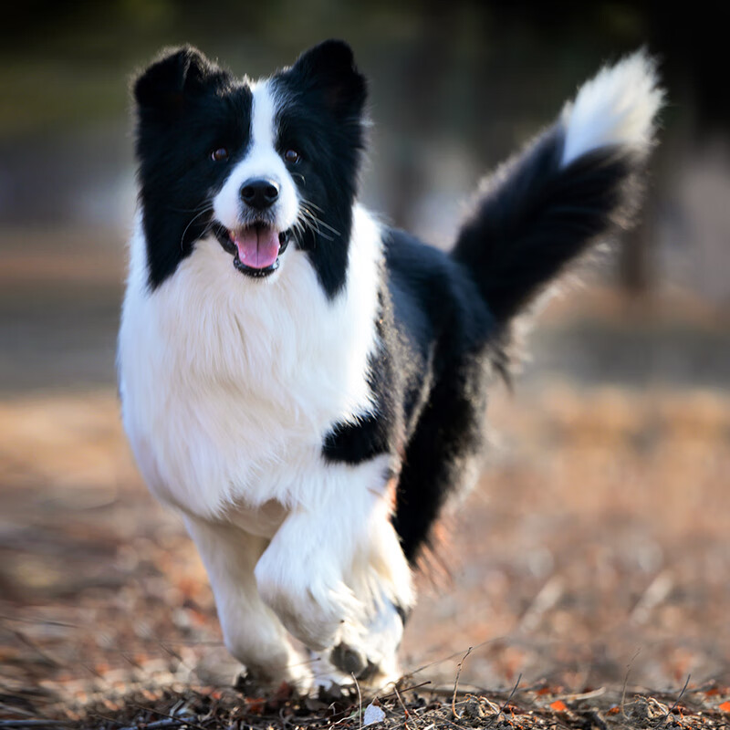 别恙宠北京三通七白边牧幼犬活体陨石宠物狗犬舍赛级双血统边境牧羊犬