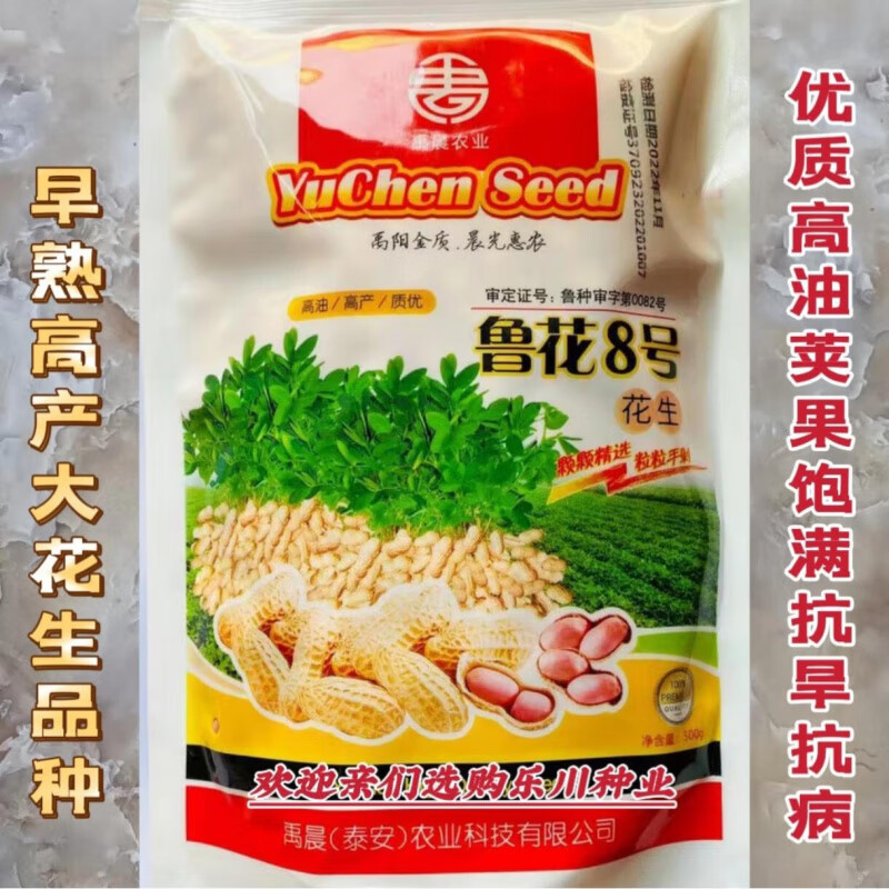 鲁花14号花生种子早熟大粒饱满高产高油抗病农家大田春夏 鲁花8号原装