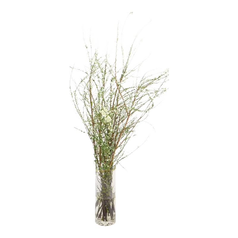 ���̸�֦֧ˮ��ֲ�ﻨ������������ֲ ѩ����֦70-80cm20֧Դͷֱ�� 22.8Ԫ