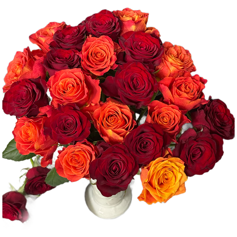 �����ʻ� ���õ��20֦ 40cm 1-2��ɫ��1.25Ԫ/֦��20֦24.9Ԫ
