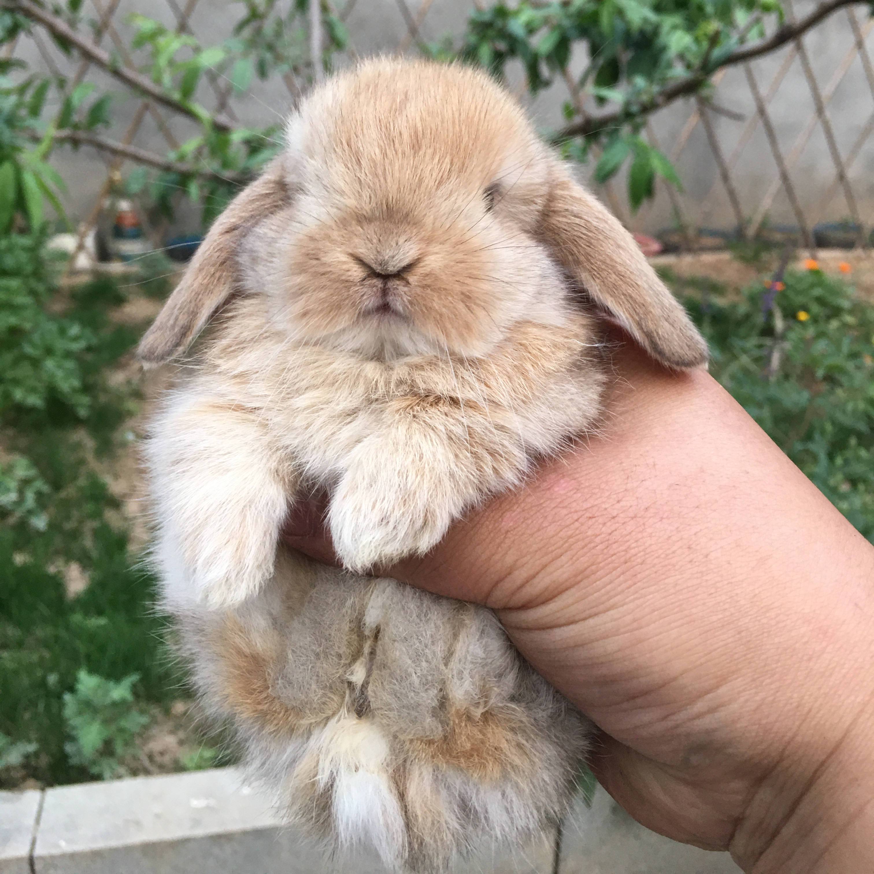 活体幼崽网红垂耳兔纯种进口血统幼崽宠物兔网红精品暹罗折耳兔 单