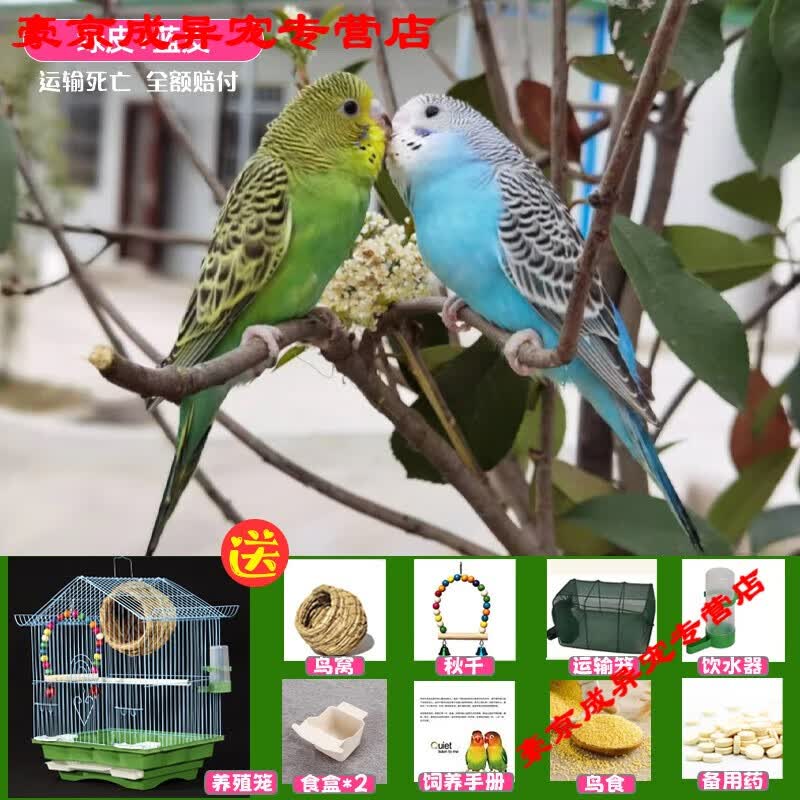 鹦鹉活鸟包活云斑鹦鹉中小型会说话手养虎皮鹦鹉活物家养宠物小鸟 篮虎皮+绿虎皮+豪华鸟笼+鸟窝+秋