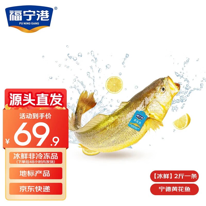 福宁港【冰鲜】宁德大黄鱼2斤/条 国产生鲜鱼类 地标产品 源头直发