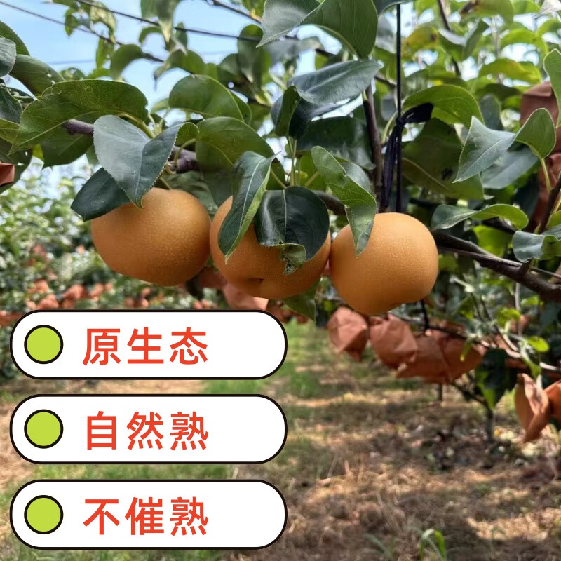 京地达正宗山东莱阳秋月梨 净重4.5斤 单果300g起 新鲜水果源头直发包邮