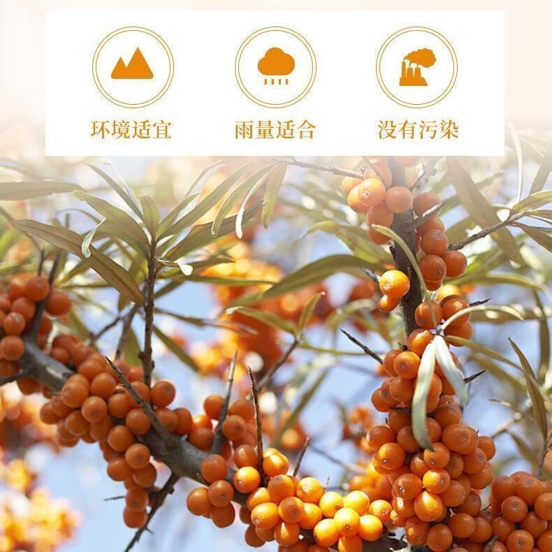 有机沙棘原浆正品新疆果源100%沙棘汁0添加沙棘果鲜榨 【黄黑皮救星】沙棘原浆5盒(共50袋)【VC爆棚】