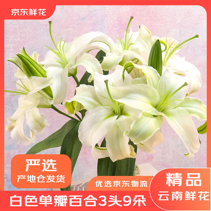 京东鲜花云南昆明鲜花基地直发白色香水百合9朵家庭生活鲜花源头直发