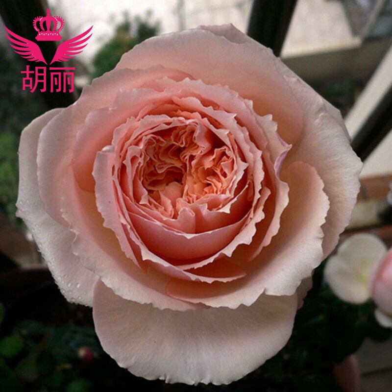 土玫瑰花苗香水大花欧洲月季花阳台盆栽花卉绿植物四季开花 萨尔曼莎