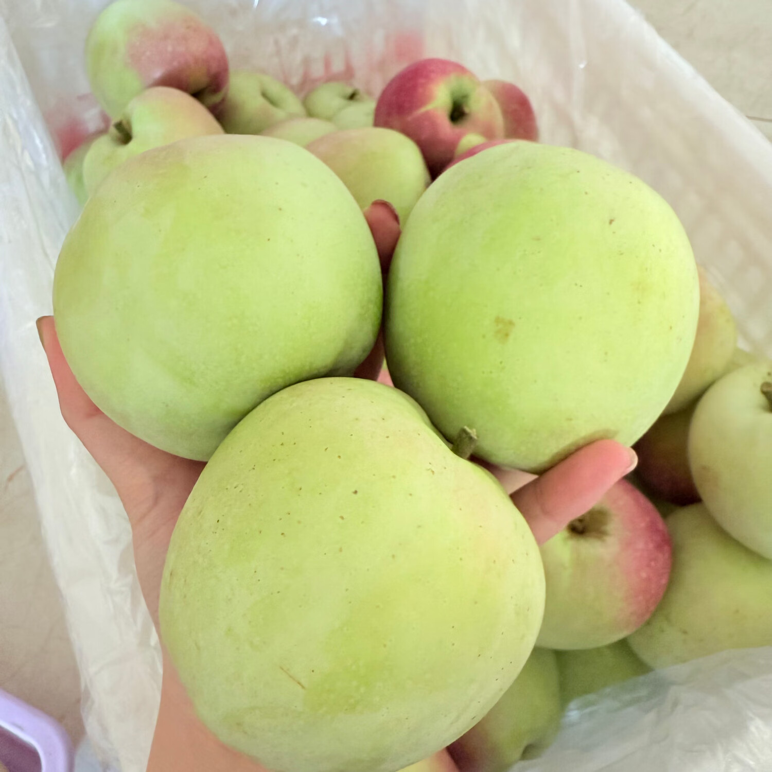 暖欣果（NUANXINGUO）东北正宗老树印度青苹果纯甜哏无酸丑苹果新鲜礼盒生鲜时令水果 5斤超大果（单果250g+)