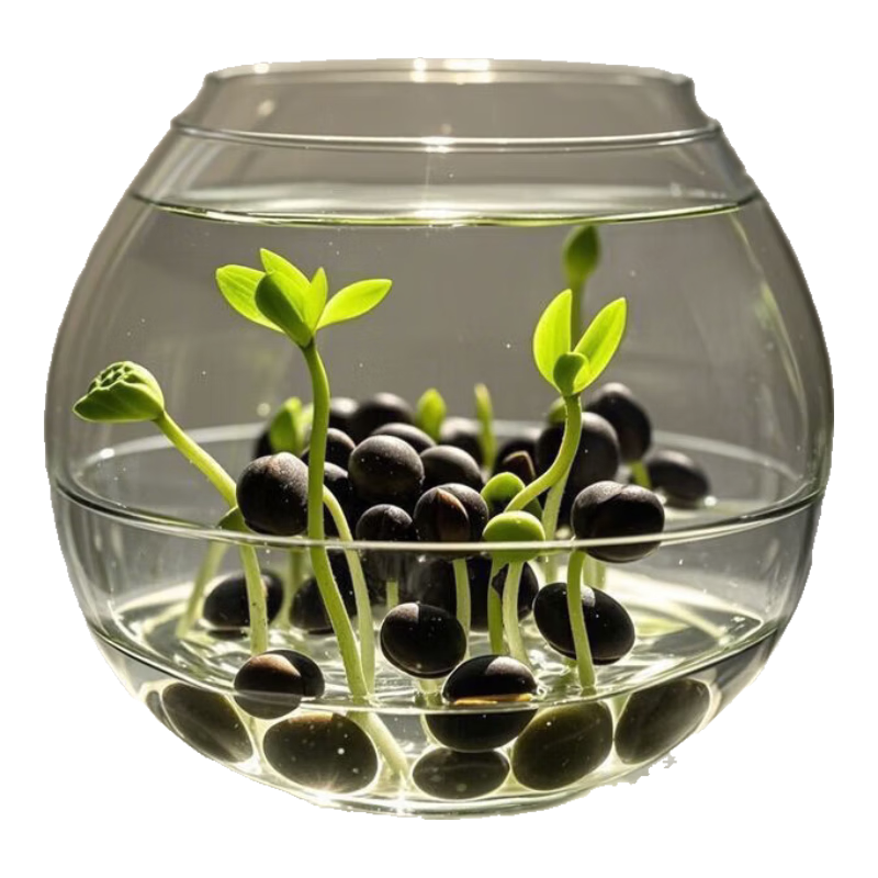 碗莲种七彩五颜六色水培花卉水养四季莲花荷种莲藕绿植水培莲子 开口/混色 5粒+生根粉【包成活】