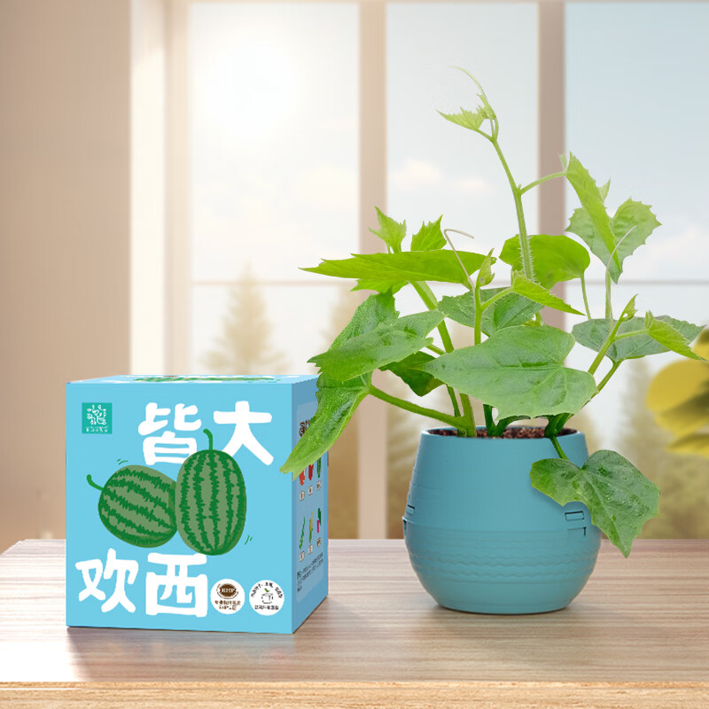 IAM City Farmer儿童种植小盆栽小小果蔬园学生幼儿园盆栽植物观察小西瓜10008